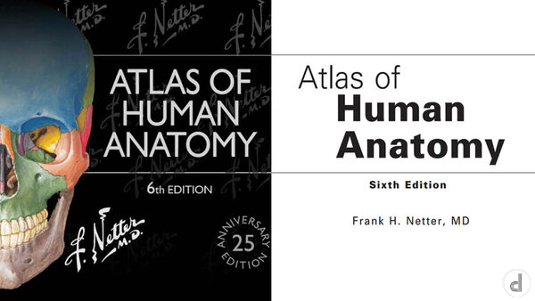 Review Sách Atlas Giải Phẫu Người: Sách y học chuyên sâu